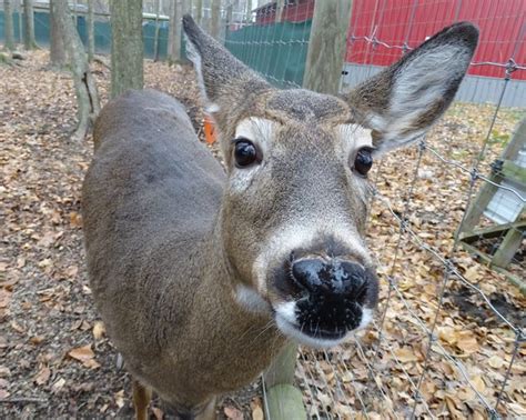 The Smell Of Success Whitetail Deer Farm Expanding Its Offerings