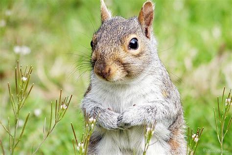 Flickr Discussing Sex Of Squirrel In Squirrels