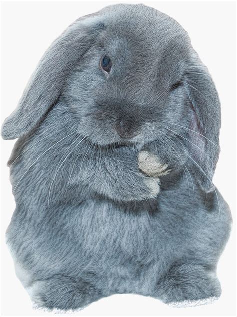 A Grey Mini Lop Bunny Rabbit Art Sticker For Sale By Carnagec Redbubble