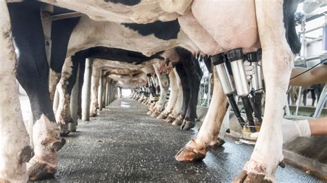 November Milk Production Up From 2020 The Farm