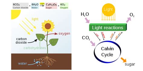 What Are The Raw Materials Of Photosynthesis Grigorardege