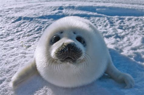 Pin By June Steward On Animals Are Too Good For Us Baby Seal Cute