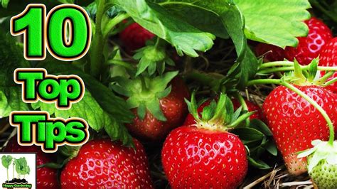 10 Tips To Grow The Best Strawberries Ever Youtube