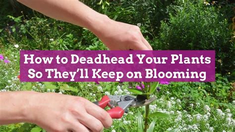 Heres How To Deadhead All The Plants In Your Garden And Which Ones