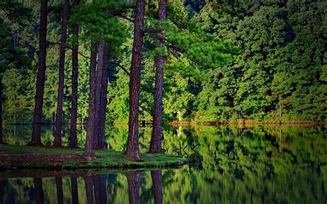 Summer Trees Forest Lake Reflection Spruce Landscape Nature