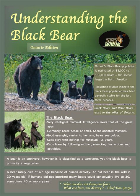 Understanding The Black Bear Ontario Canada Edition Wise About Bears