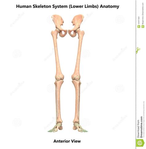 Human Body Skeleton System Lower Limbs Anterior View Anatomy Stock
