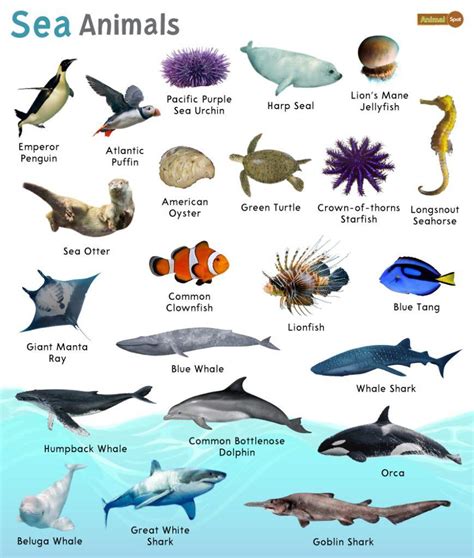 Sea Animals Facts List Pictures