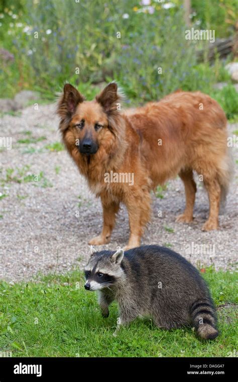 Common Raccoon Procyon Lotor Tame Pup Chummy With Dog Friedship