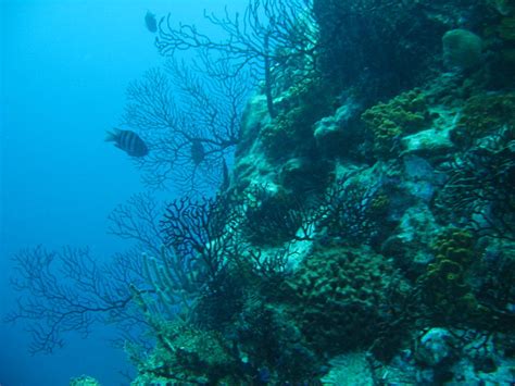 Coral Reef St Lucia Flickr Photo Sharing