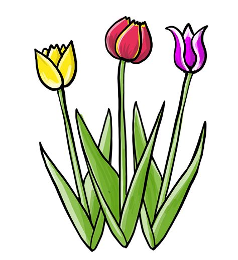So zeichnest du Tulpen - einfache Anleitung zum Nachzeichnen - So zeichnest du