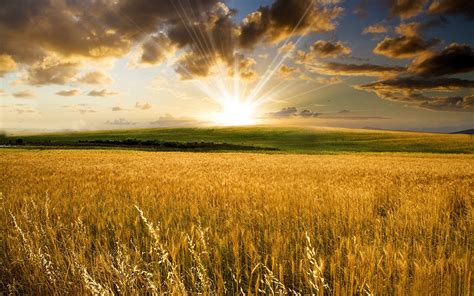 Harvest desktop wallpapers, hd backgrounds. 48+ Free Harvest Desktop Wallpaper on WallpaperSafari