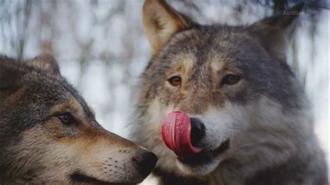 Exploring The Fascinating World Of Wolves Habits Intelligence And