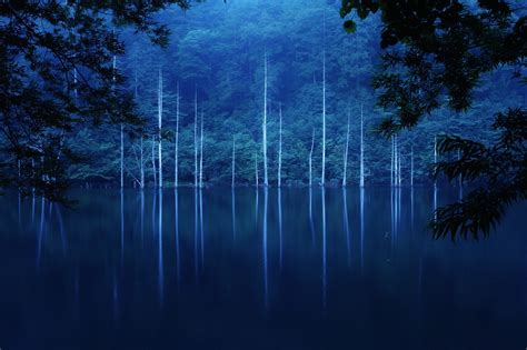 Online Crop Trees And Body Of Water Forest Trees Lake Landscape