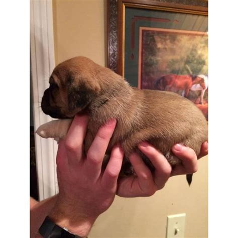 Mops in germany, and dutch or chinese pug in england. Stunning little Puggle mixed Beagle and the Pug puppies in Bristol, Virginia - Puppies for Sale ...