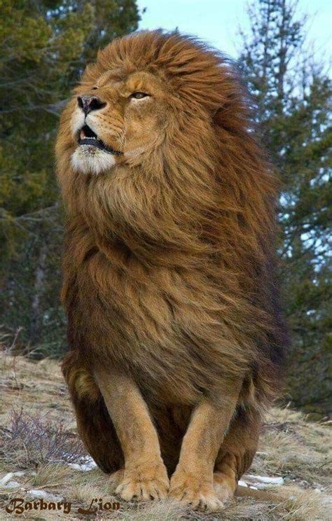 Brave Lion Grande Felino Leoes Selvagens Gatos Selvagens
