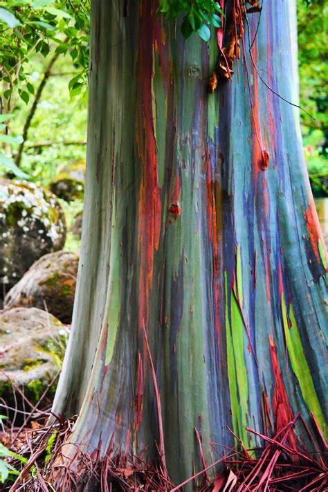 Rainbow Eucalyptus In Waimea Valley North Shore Oahu 4 2traveldads