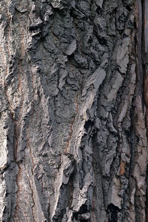 Cottonwood Bark Stock Image Image Of Trunk Detail Bark 5074721