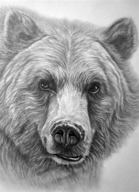 Animal beginner easy charcoal drawings. Beautiful Grizzly Bear Drawing! | Bear paintings, Grizzly ...