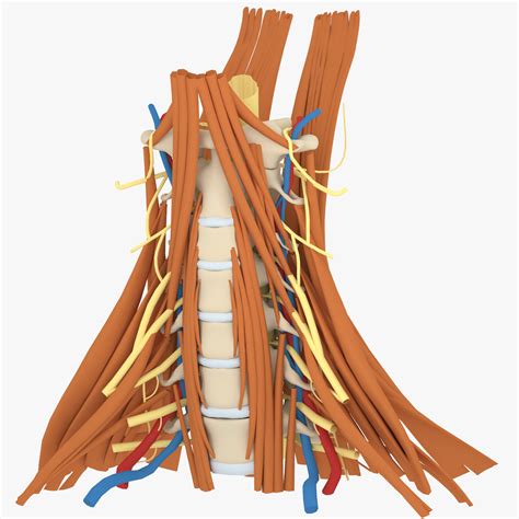 3d Cervical Human Spine Neck Model