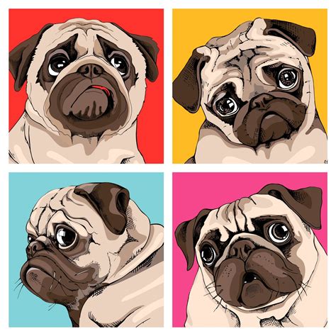 All You Need To Know About Pug Colors Kooky Pugs