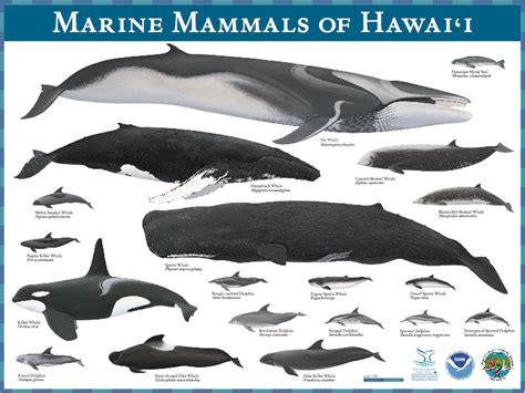 Marine Mammals List Pets Lovers