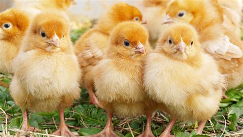 Salmonella Outbreak Now Involves 1 Death And 42 States Live Poultry