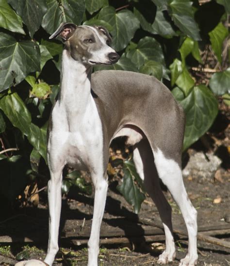 Italian Greyhound Puppies Rescue Pictures Information Temperament