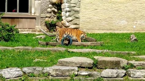 A Tiger At The Buffalo Zoo Youtube