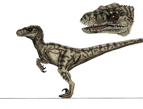 Velociraptor Picture Information National Geographic