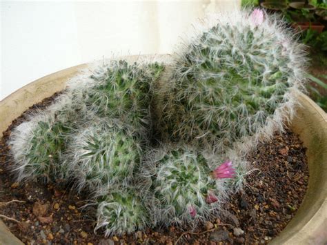 My Own Cactus And Succulent Kinds Of Ornamental Plants