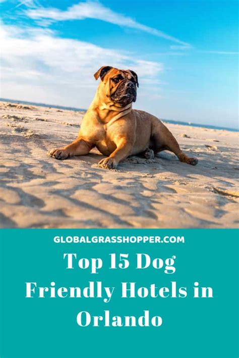 Top 15 Dog Friendly Hotels In Orlando Florida 2020 Boutique Travel Blog