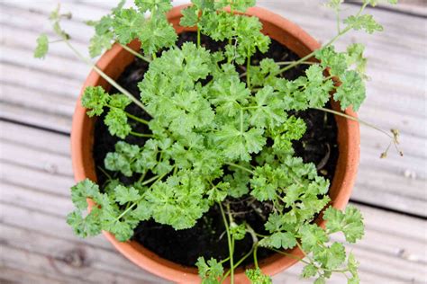 10 Best Herbs To Grow Indoors