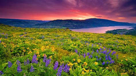 Landscape Nature Yellow And Blue Flowers Meadow Lake Mountain Sky With