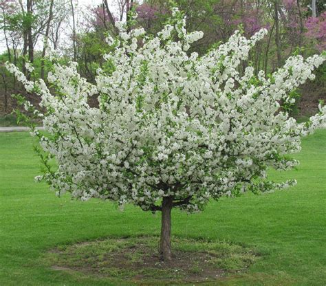 Flowering Crab Tree Care How To Do Thing