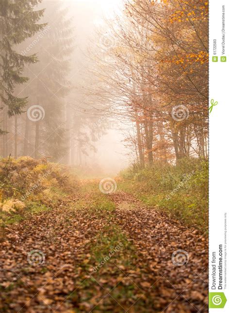 Path In Autumn Foggy Forest Stock Image Image Of Misty Scenic 61722583