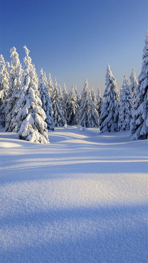 Wallpaper Forest Trees Snow Winter 5k Nature 17400