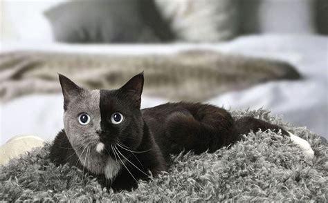 This Rare Double Faced Cat Is Taking Over The Internet With Its