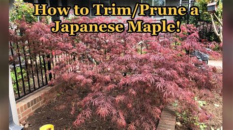 How To Prune And Trim A Japanese Maple Tree Weeping Variety Youtube