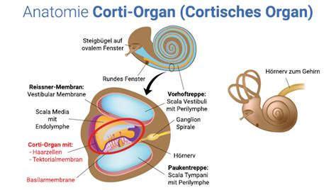 Corti Organ Auch Cortische Organ Audisanach