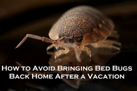 How To Avoid Bringing Bed Bugs Back Home After A Vacation