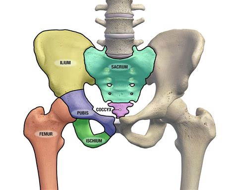 Pelvic Anatomy Female Pelvic Anatomy Illustration Stock Image F Science Photo