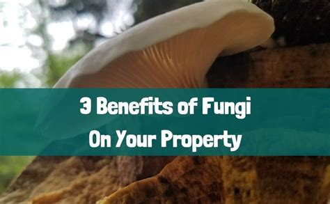 3 Benefits Of Fungi On Your Property Growing With Nature