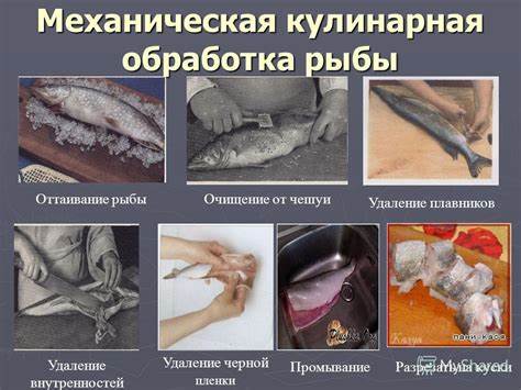 Кулинарная обработка диеты 10 Механическая И Кулинарная Обработка Рыбы Презентация - specificationwired Механическая И Кулинарная Обработка Рыбы Презентация - specificationwired Кулинарная обработка диеты 10