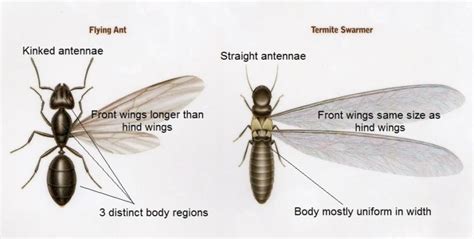 Swarmer Ants Identify Winged Termites Vs Flying Ants