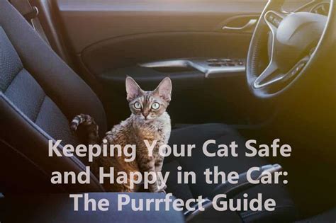 Keeping Your Cat Safe And Happy In The Car The Purrfect Guide Ibiyaya