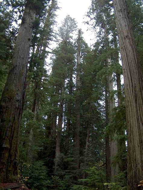 Pictures Of The Redwood Forest Of California And Some Of Its Plants And