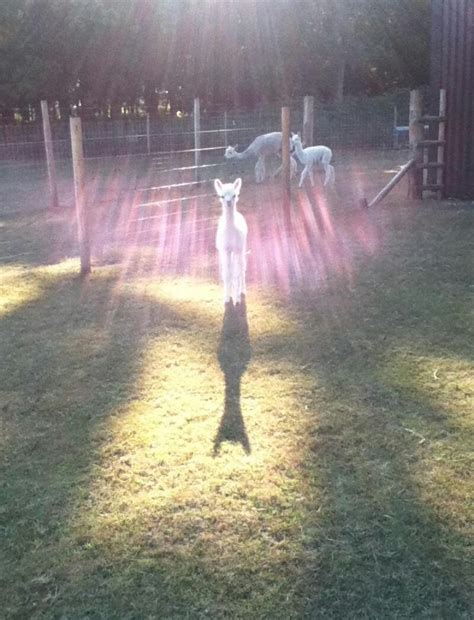 My Friend Lives On A Farm And Sent Me This The Alpaca God Shall Rise