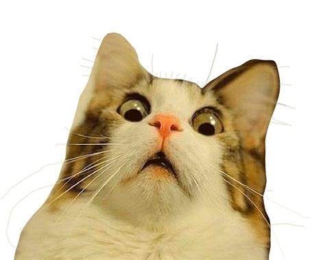 Surprised Cat Meme Template Dentro Deun
