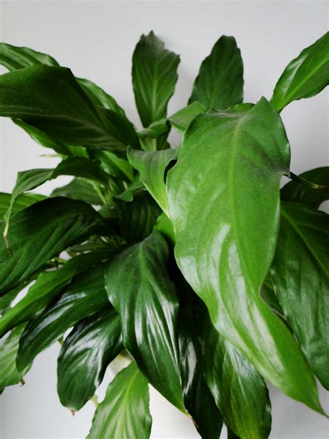 Pictures Of House Plants And Their Names